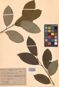 Salix caprea L., Siberia, Russian Far East (S6) (Russia)