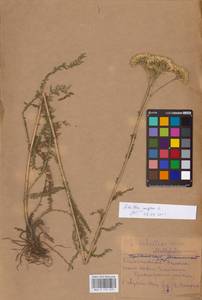 Achillea millefolium L., Eastern Europe, Middle Volga region (E8) (Russia)