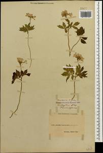 Cardamine quinquefolia (M.Bieb.) Schmalh., Caucasus, Black Sea Shore (from Novorossiysk to Adler) (K3) (Russia)