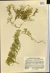 Diphasiastrum complanatum (L.) Holub, Siberia, Russian Far East (S6) (Russia)