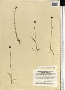 Luzula spicata (L.) DC., Eastern Europe, Northern region (E1) (Russia)