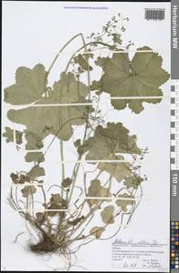 Alchemilla altaica Juz., Eastern Europe, Volga-Kama region (E7) (Russia)