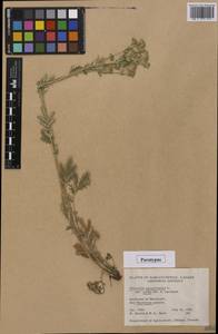 Potentilla bipinnatifida Douglas ex Hook., America (AMER) (Canada)