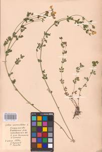 Lotus corniculatus L., Eastern Europe, Central region (E4) (Russia)