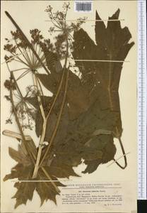 Heracleum sphondylium subsp. transsilvanicum (Schur) Brummitt, Western Europe (EUR) (Romania)