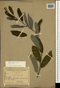 Salix aegyptiaca L., Caucasus, Georgia (K4) (Georgia)