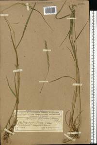 Elymus fibrosus (Schrenk) Tzvelev, Eastern Europe, Northern region (E1) (Russia)