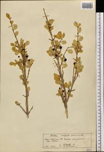 Lonicera microphylla Willd. ex Roem. & Schult., Siberia, Altai & Sayany Mountains (S2) (Russia)