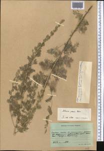 Artemisia persica Boiss., Middle Asia, Western Tian Shan & Karatau (M3)