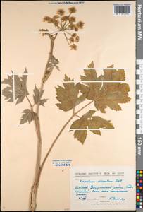 Heracleum dissectum Ledeb., Siberia, Baikal & Transbaikal region (S4) (Russia)