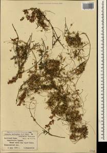Cuscuta epithymum (L.) L., Crimea (KRYM) (Russia)