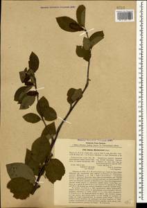 Betula medwediewii Regel, Caucasus, Georgia (K4) (Georgia)