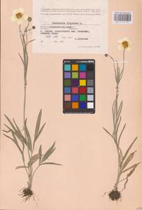 Ranunculus illyricus L., Eastern Europe, North Ukrainian region (E11) (Ukraine)