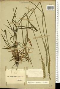 Elymus repens (L.) Gould, Caucasus, Stavropol Krai, Karachay-Cherkessia & Kabardino-Balkaria (K1b) (Russia)