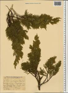 Juniperus sabina L., Caucasus, North Ossetia, Ingushetia & Chechnya (K1c) (Russia)