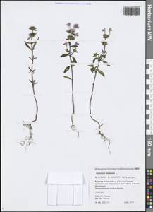Galeopsis ladanum L., Siberia, Baikal & Transbaikal region (S4) (Russia)