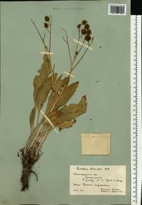 Rindera tetraspis (Pall.) L'Hér. ex DC. & A. DC., Eastern Europe, Lower Volga region (E9) (Russia)