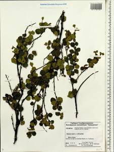 Betula nana L., Siberia, Central Siberia (S3) (Russia)