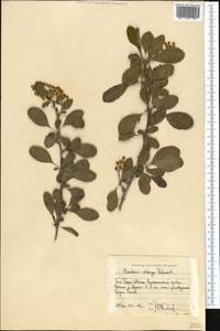 Berberis integerrima Bunge, Middle Asia, Western Tian Shan & Karatau (M3) (Kyrgyzstan)