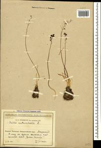 Prospero autumnale (L.) Speta, Caucasus, Black Sea Shore (from Novorossiysk to Adler) (K3) (Russia)