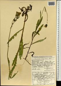 Sonchus arvensis subsp. uliginosus (M. Bieb.) Nyman, Mongolia (MONG) (Mongolia)