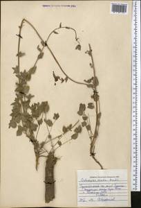 Codonopsis clematidea (Schrenk) C.B.Clarke, Middle Asia, Pamir & Pamiro-Alai (M2) (Uzbekistan)