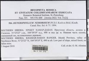 Heterophyllium nemorosum (W.D.J. Koch ex Brid.) Kindb., Bryophytes, Bryophytes - Baikal & Transbaikal regions (B18) (Russia)