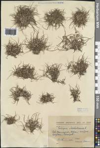 Cyperus michelianus (L.) Delile, Western Europe (EUR) (Bulgaria)