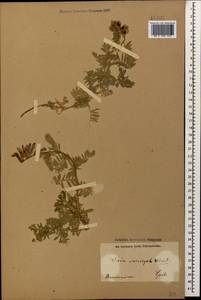 Vicia variegata subsp. variegata, Caucasus, Armenia (K5) (Armenia)