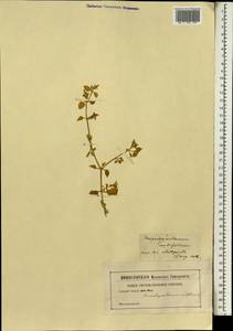 Mesembryanthemum cordifolium L. fil., Africa (AFR) (Germany)
