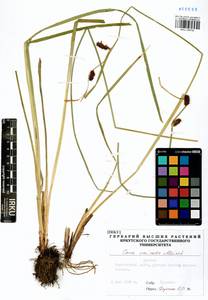 Carex vesicata Meinsh., Siberia, Baikal & Transbaikal region (S4) (Russia)