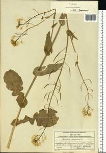 Brassica rapa subsp. sylvestris (L.) Janch., Eastern Europe, Moscow region (E4a) (Russia)