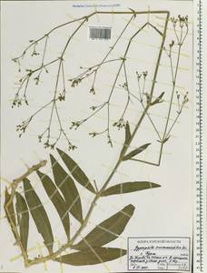 Gypsophila scorzonerifolia Ser., Eastern Europe, Central forest-and-steppe region (E6) (Russia)