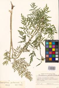 Silphiodaucus prutenicus subsp. prutenicus, Eastern Europe, Moscow region (E4a) (Russia)