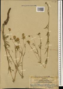Lomelosia argentea (L.) Greuter & Burdet, Caucasus, Azerbaijan (K6) (Azerbaijan)