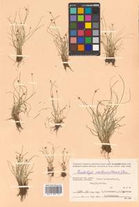 Fimbristylis dichotoma var. ochotensis (Meinsh.) T.Koyama, Siberia, Chukotka & Kamchatka (S7) (Russia)