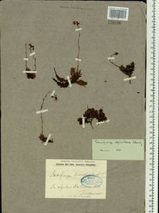 Saxifraga bronchialis subsp. bronchialis, Siberia, Baikal & Transbaikal region (S4) (Russia)