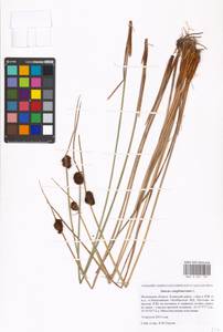 Juncus conglomeratus L., Eastern Europe, Moscow region (E4a) (Russia)