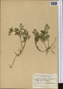 Caucalis platycarpos L., Middle Asia, Northern & Central Tian Shan (M4) (Kazakhstan)