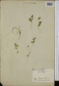 Apiaceae, South Asia, South Asia (Asia outside ex-Soviet states and Mongolia) (ASIA) (Turkey)