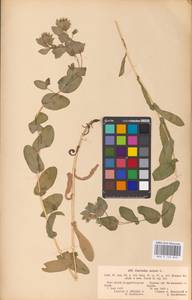 MHA 0 153 843, Cerinthe minor L., Eastern Europe, Central forest-and-steppe region (E6) (Russia)