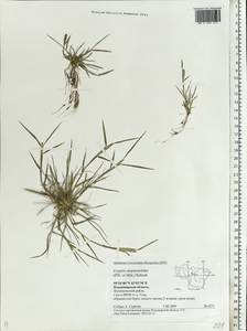 Sporobolus alopecuroides (Piller & Mitterp.) P.M.Peterson, Eastern Europe, Central region (E4) (Russia)