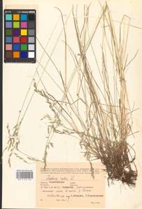 Festuca rubra L., Eastern Europe, North Ukrainian region (E11) (Ukraine)