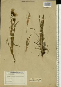 Tragopogon, Eastern Europe, Eastern region (E10) (Russia)