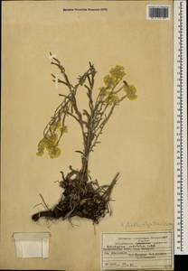 Helichrysum plinthocalyx (K. Koch) Sosn., Caucasus, Dagestan (K2) (Russia)