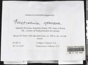 Forsstroemia yezoana (Besch.) S. Olsson, Enroth & D. Quandt, Bryophytes, Bryophytes - Russian Far East (excl. Chukotka & Kamchatka) (B20) (Russia)