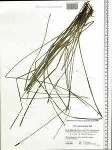 Carex appendiculata (Trautv. & C.A.Mey.) Kük., Siberia, Baikal & Transbaikal region (S4) (Russia)