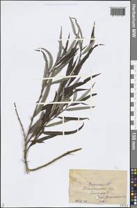 Salix, Middle Asia, Caspian Ustyurt & Northern Aralia (M8) (Kazakhstan)