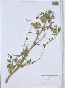 Astragalus lehmannianus Bunge, Middle Asia, Caspian Ustyurt & Northern Aralia (M8) (Kazakhstan)