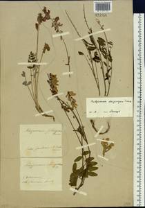 Hedysarum setigerum Fisch. & C.A.Mey., Siberia, Baikal & Transbaikal region (S4) (Russia)